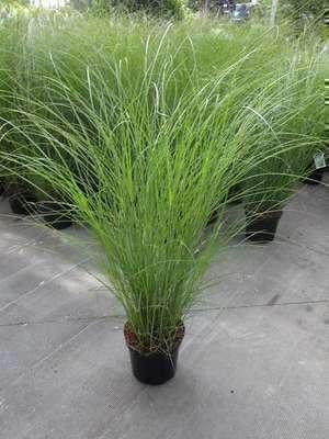 Miscanthus sinensis gracimillus promo van de kwekerij!, Jardin & Terrasse, Plantes | Jardin, Plante fixe, Graminées ornementales