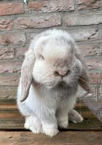 Lieve minilop ram, Dieren en Toebehoren, Konijnen, Mannelijk, 0 tot 2 jaar