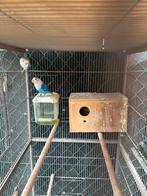 Agapirnis koppel, Dieren en Toebehoren, Vogels | Parkieten en Papegaaien, Dwergpapegaai of Agapornis