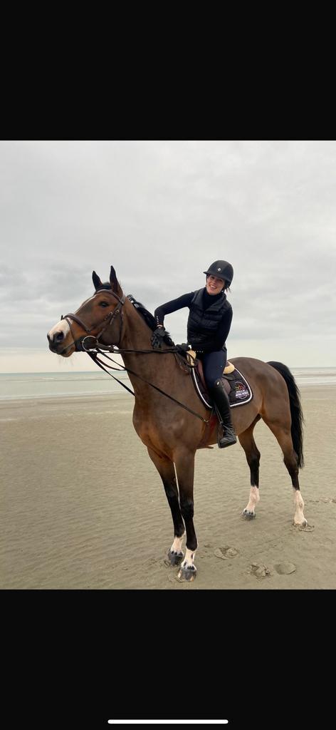 Prachtige 12 jarige springmerrie, Dieren en Toebehoren, Paarden, Merrie