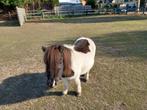 Mini pony 75, Dieren en Toebehoren, Pony's