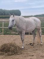 Ideaal familie paard!! Incl spullen, Merrie, Springpaard, Gechipt, L