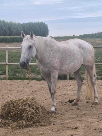 Ideaal familie paard!! Incl spullen, 11 ans ou plus, L, Vermifugé, Cheval de saut