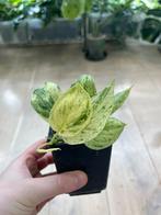 Scindapsus Jade Satin Marble Variegata, Huis en Inrichting, Ophalen of Verzenden