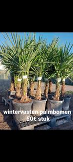 Palmbomen promo 50€, Tuin en Terras, Planten | Tuinplanten, Ophalen of Verzenden