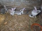 5 jonge Vlaamse reus konijnen, Dieren en Toebehoren, Groot