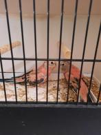 roze bourkes, Dieren en Toebehoren, Vogels | Parkieten en Papegaaien, Meerdere dieren, Papegaai, Geringd