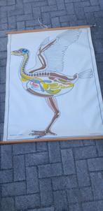 Vintage linnen schoolkaart  vogel, Antiek en Kunst, Antiek | Schoolplaten, Verzenden
