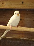 Albino grasparkieten, Dieren en Toebehoren
