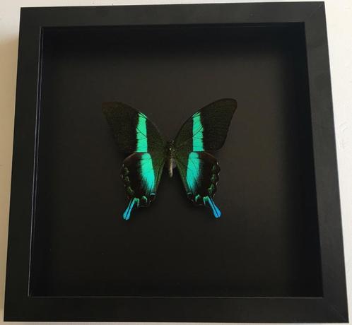 Véritable Papillon Papilio Blumei naturalisé sous cadre noir, Collections, Collections Animaux, Neuf, Animal empaillé, Insecte