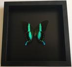 Véritable Papillon Papilio Blumei naturalisé sous cadre noir, Collections, Collections Animaux, Insecte, Animal empaillé, Enlèvement ou Envoi
