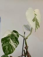 Monstera Delisiosa Variegata, Huis en Inrichting, Kamerplanten, Ophalen