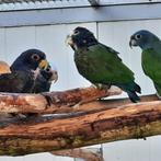 2 poppen Pionus Senilis / Witkap-papegaaien., Femelle, Perroquet, Bagué