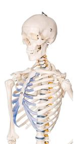 Anatomisch skelet, Diversen, Ophalen, Zo goed als nieuw