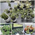 Plantes d’intérieur et jardinière/courgettes/potiron/tomates, Enlèvement ou Envoi, Plantes potagères