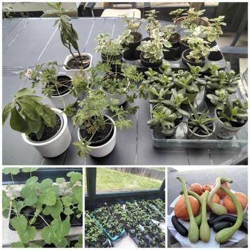 Plantes d’intérieur et jardinière/courgettes/potiron/tomates