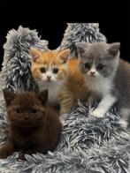 Prachtige Brits korthaar kittens, Gechipt