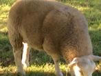 Schaap te koop, Dieren en Toebehoren, Schapen, Geiten en Varkens, Mannelijk, Schaap, 0 tot 2 jaar
