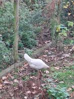 3 leg kippen, Dieren en Toebehoren