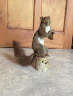 Taxidermie écureuil empaillé, Verzamelen, Dierenverzamelingen, Ophalen, Gebruikt
