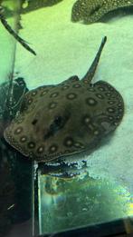 potamotrygon female disc 20/25 cm, Dieren en Toebehoren, Vissen | Aquariumvissen