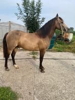 D-Pony, Dieren en Toebehoren, Pony's, Hengst, D pony (1.37m tot 1.48m), Gechipt, 3 tot 6 jaar