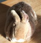 Superbe lapin en peluche avec compartiment de rangement dans, Enlèvement, Comme neuf, Lapin