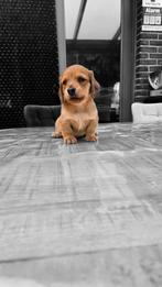 🩵🩷 Zeer mooie & sociale dwergjes 🩷 🩵, Dieren en Toebehoren, Honden | Teckels en Dashonden, België, 8 tot 15 weken, Korthaar