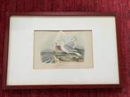Gravure van vogels., Ophalen of Verzenden