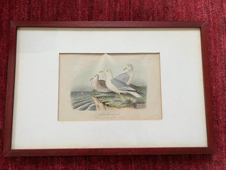 Gravure van vogels., Antiek en Kunst, Curiosa en Brocante, Ophalen of Verzenden