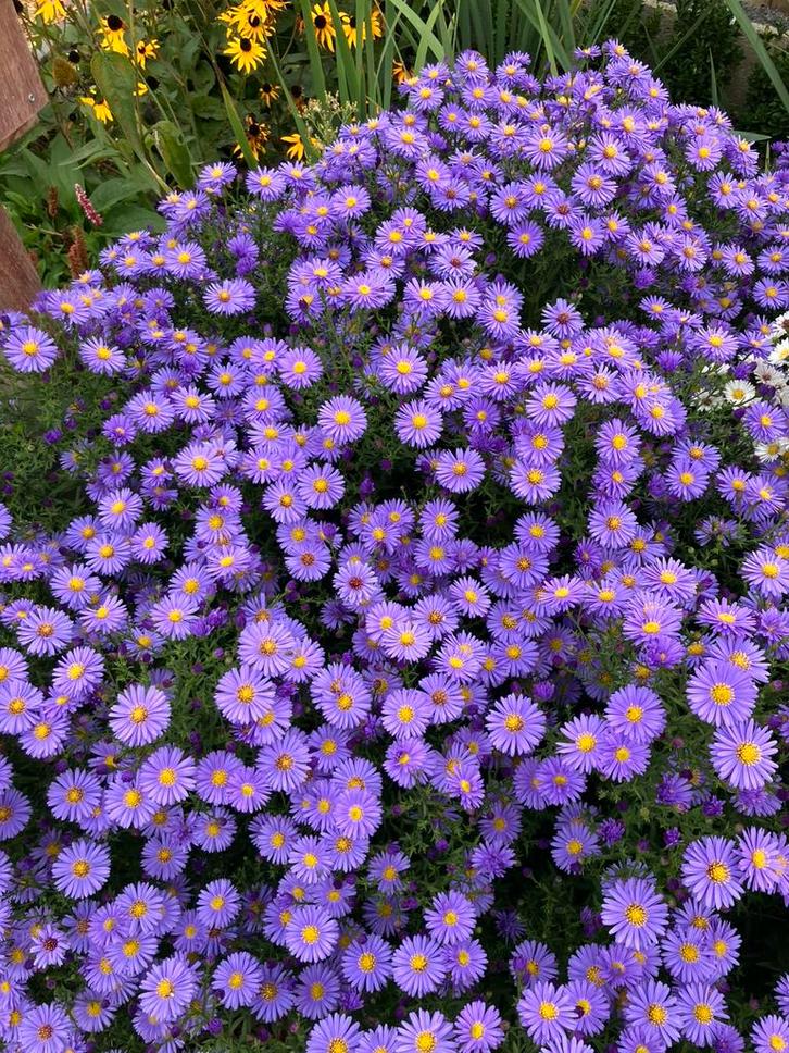 Aster dumosus 'Professor Anton Kippenberg', Tuin en Terras, Planten | Tuinplanten, Vaste plant, Overige soorten, Halfschaduw, Herfst