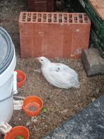 3 celadon kwartel haantjes van 2025., Dieren en Toebehoren, Pluimvee