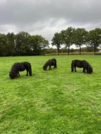 Shetlandse stamboek ponys, Dieren en Toebehoren, Pony's, Merrie, Gechipt