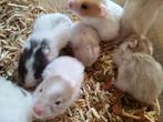 Goudhamsters, Animaux & Accessoires, Rongeurs, Sexe inconnu, Hamster, Domestique