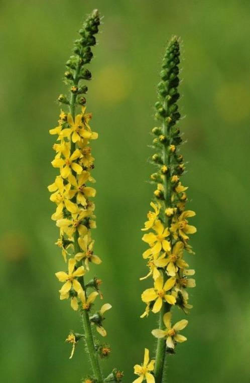 10 zaden Agrimonie - Drakenbloed of Leverkruid, Tuin en Terras, Bloembollen en Zaden, Zaad, Volle zon, Verzenden