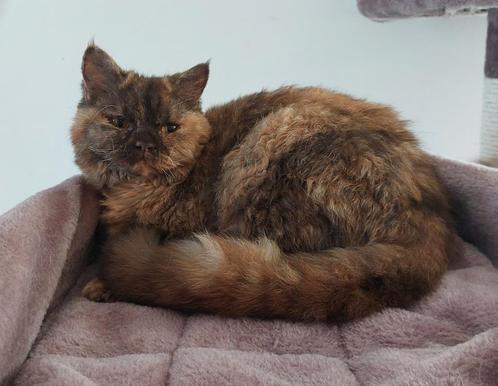 Selkirk rex kort en langhaar, Animaux & Accessoires, Chats & Chatons | Chats de race | Poil long, Plusieurs animaux, 0 à 2 ans