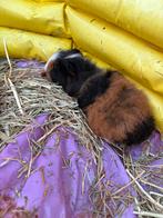 Ch teddy beertje, Dieren en Toebehoren, Knaagdieren, Juli, Mannelijk, Cavia