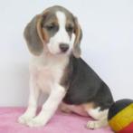 Chiots Beagle à vendre (belges) - aussi bleu, Commerçant, Beagle, 8 à 15 semaines, Plusieurs