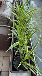 Graslelie, Tuin en Terras, Ophalen