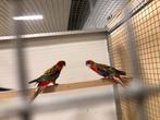 Opalinerosellas te koop, Meerdere dieren, Parkiet