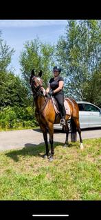 Knappe 9 jarige merrie!, Dieren en Toebehoren, Paarden, Niet van toepassing, 7 tot 10 jaar, 160 tot 165 cm, Merrie
