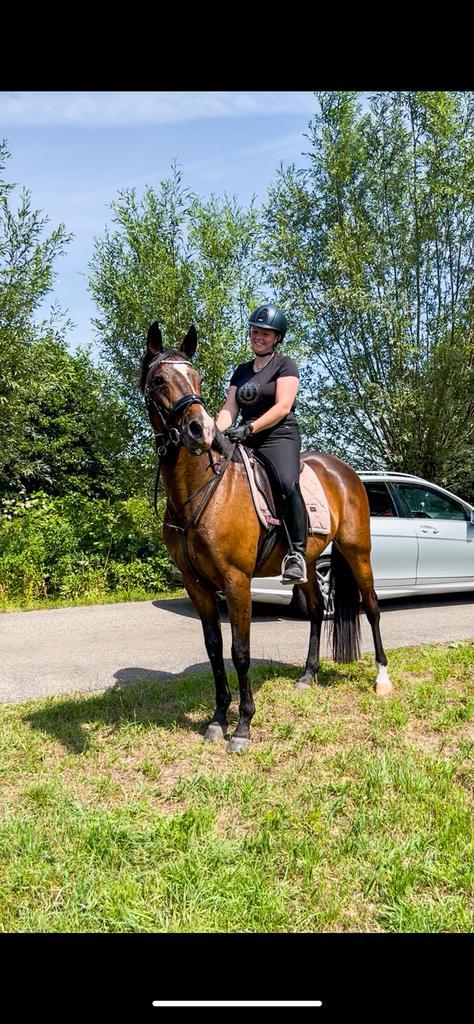 Knappe 9 jarige merrie!, Dieren en Toebehoren, Paarden, Merrie, Niet van toepassing, 160 tot 165 cm, 7 tot 10 jaar, Gechipt, Ontwormd