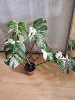 Mostera Variegata, Huis en Inrichting, Kamerplanten, Ophalen of Verzenden