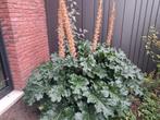 Breedbladige ACANTHUS, Ophalen