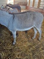 Ezel, Dieren en Toebehoren