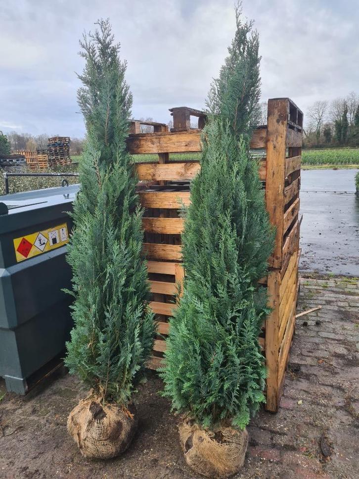 Blauwe coniferen in diverse maten leverbaar, Tuin en Terras, Planten | Struiken en Hagen, Haag, Conifeer, 100 tot 250 cm, Ophalen of Verzenden