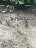 Indishe  loopeenden, Dieren en Toebehoren, Pluimvee