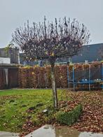 Tuinwerk, Enlèvement ou Envoi