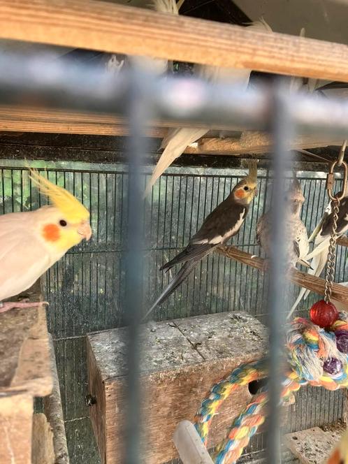 HALF TAMME VALKPARKIETEN VANAF 60 EURO, Dieren en Toebehoren, Vogels | Parkieten en Papegaaien, Parkiet, Meerdere dieren, Tam
