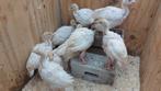 Dubbelborst vleeskakoenen, Dieren en Toebehoren, Pluimvee